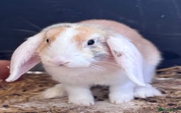 Mini Lop rabbits for sale: 2 sweet bonded mini lop girls - Image 3