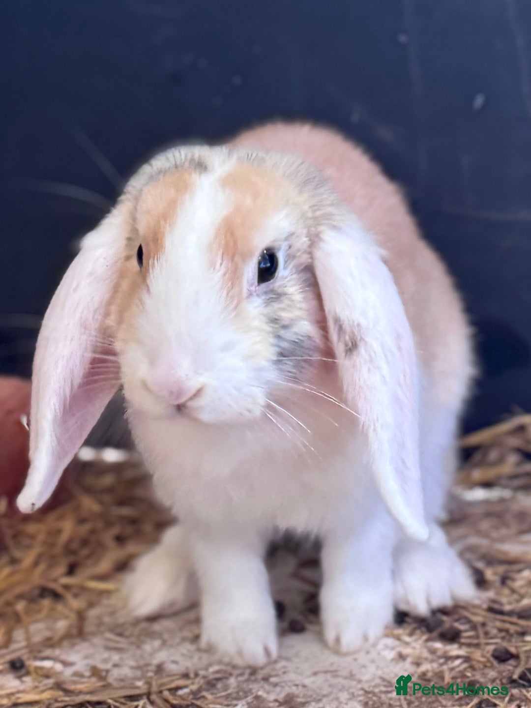 Mini Lop rabbits for sale: 2 sweet bonded mini lop girls - Image 3