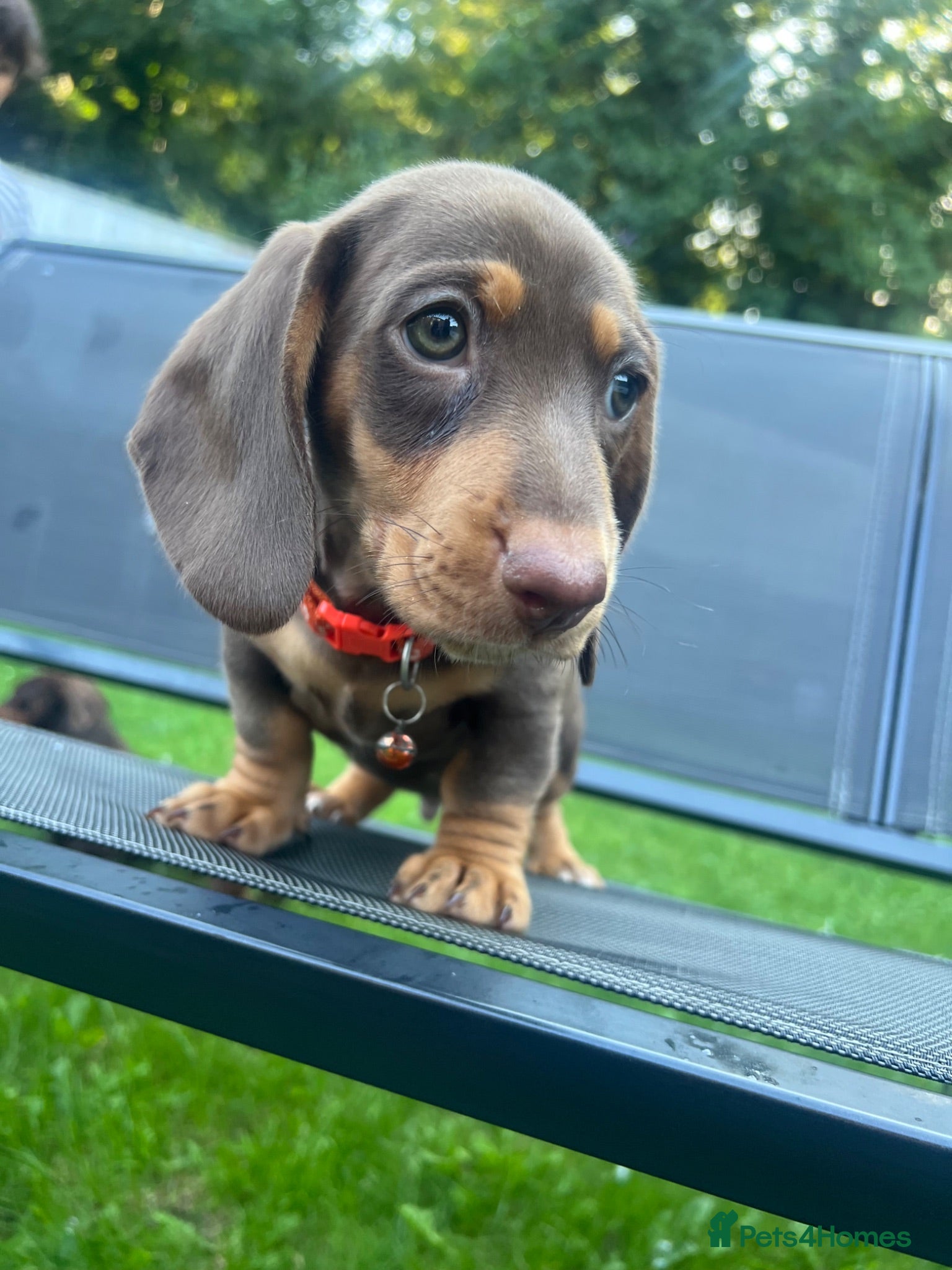 Dachshund dogs Only 1 left Dachshund Puppies Ready on 27/6!!! - Advert 14