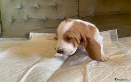 Basset Hound dogs for sale: Basset Hound Puppies - Image 20
