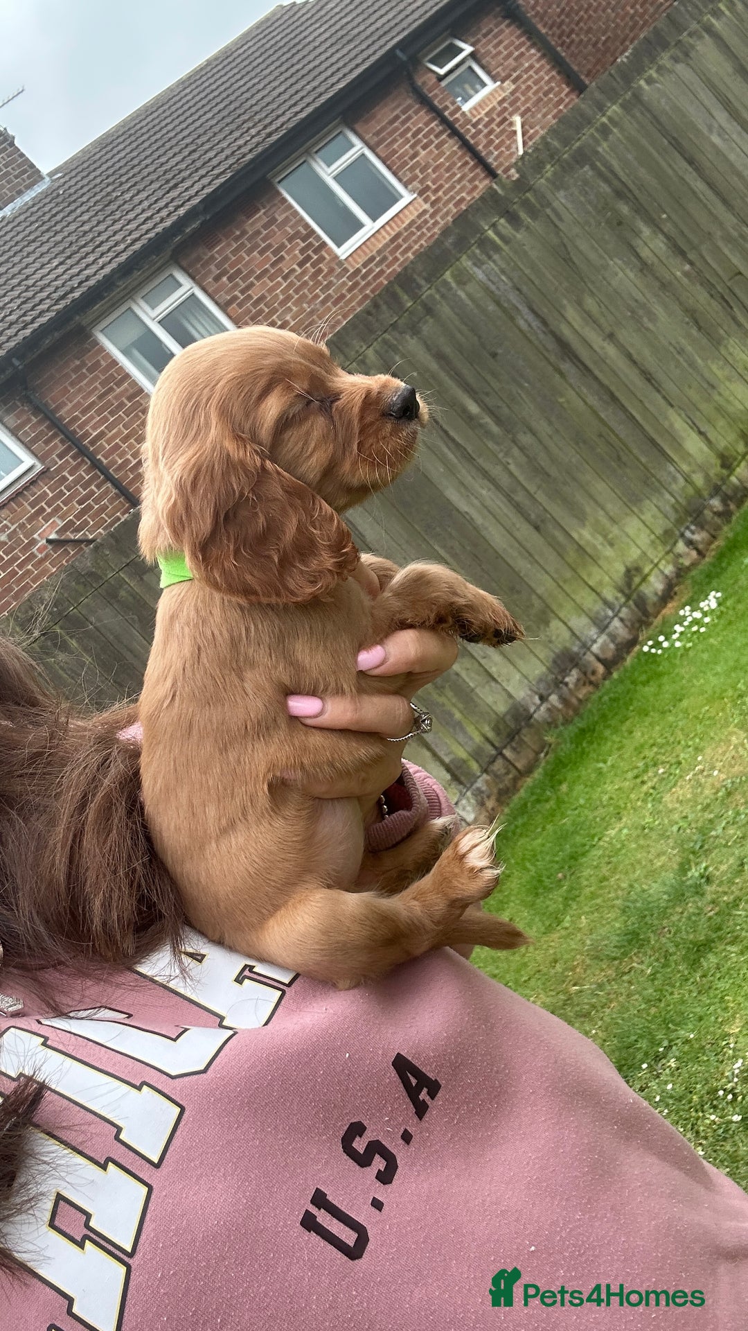 Cocker Spaniel dogs for sale: KC registered Red Cocker Spaniel Pups  - Image 12