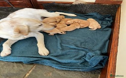 Labrador Retriever dogs for sale: Quality Labrador puppies - Image 3