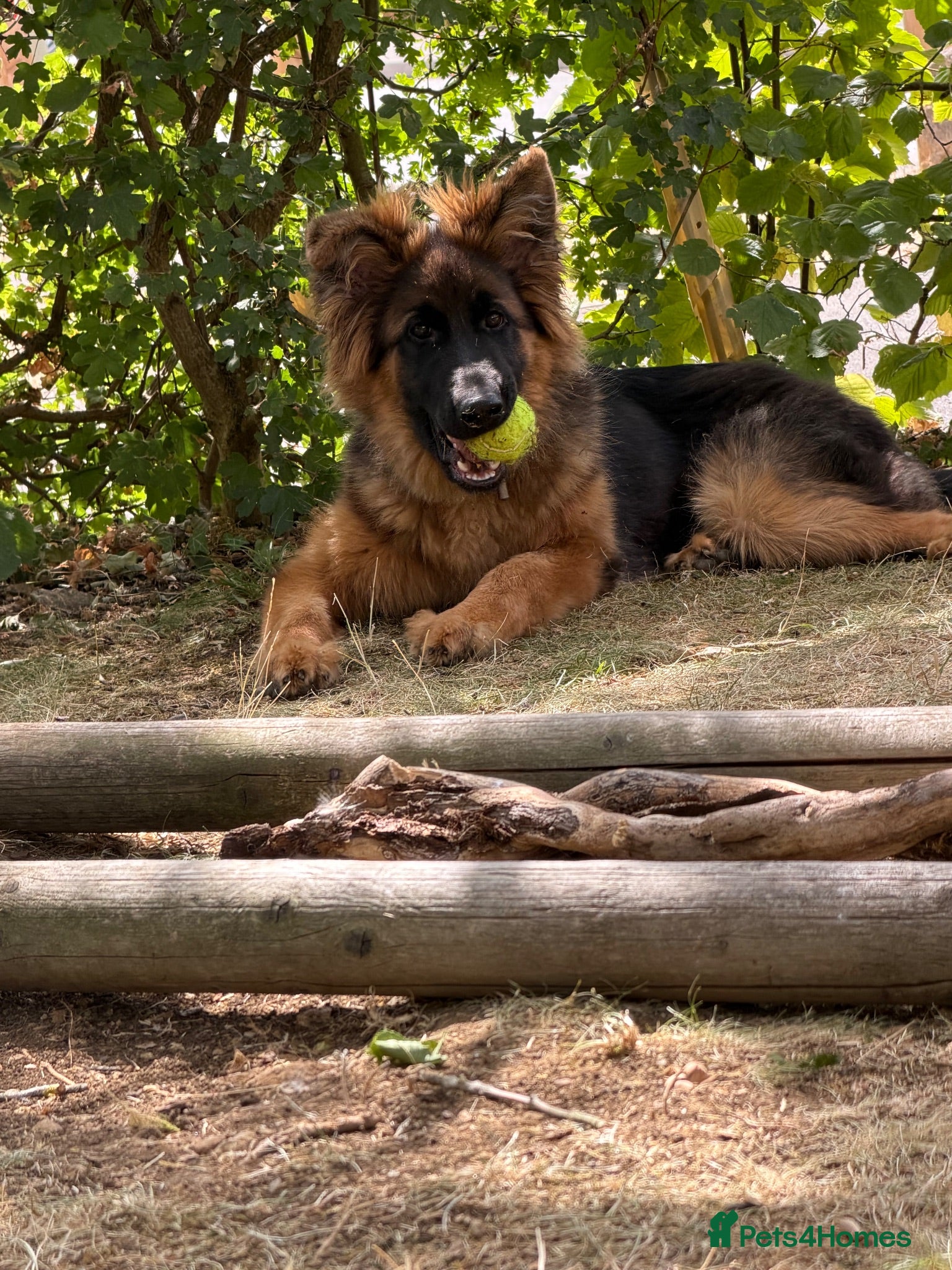 German Shepherd dogs George is  looking for his forever home .  - Advert 7