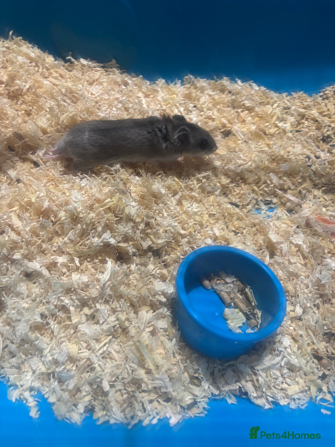 Hamster rodents for sale: Lovely Chinese hamster for sale  - Image 2