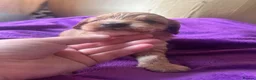 Miniature Poodle dogs for stud: Brown Phantom Merle Mini Poodle health tested in Stockton-on-Tees - Advert 18