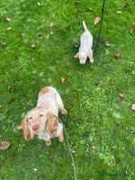 Cocker Spaniel dogs Beautiful cocker boy - Advert 13
