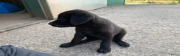 Labrador Retriever dogs for sale: 2 boy Labrador puppies looking for a new home - Advert 5