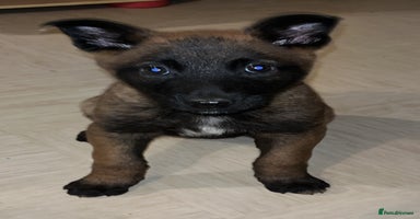 Belgian Shepherd Dog dogs Kc Belgium,Malinois puppies - Advert 8