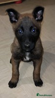 Belgian Shepherd Dog dogs Kc Belgium,Malinois puppies - Advert 8