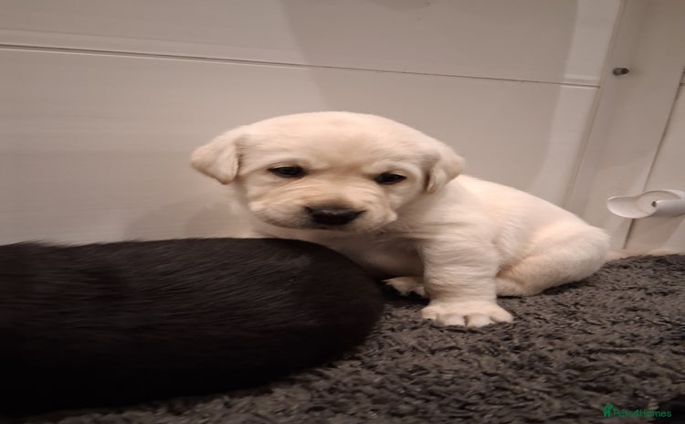 Labrador Retriever dogs - Advert 6