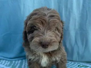 Cockapoo dogs Adorable F1 PRA clear cockapoo puppies READY TO GO - Advert 2
