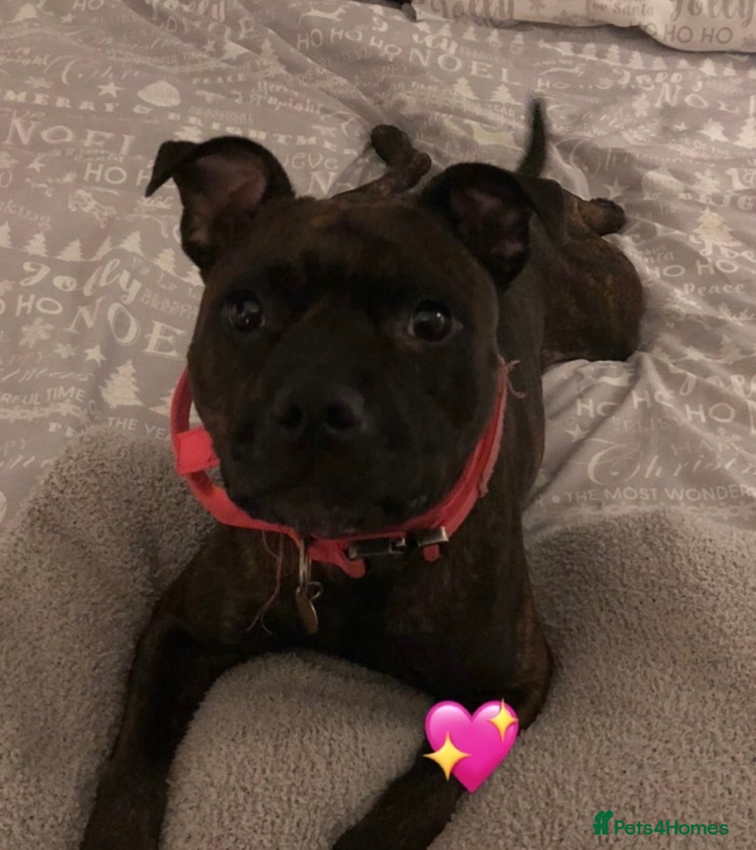Mixed Breed dogs for sale: Sasha the staffie cross  - Image 6