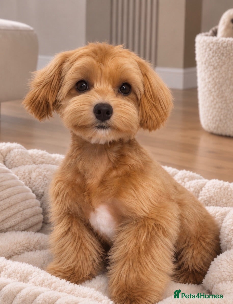 Maltipoo dogs Asian/Korean Maltipoo. DNA tested parents. - Advert 1