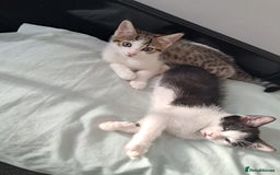 Mixed Breed cats for sale: 2 baby boys  - Image 1