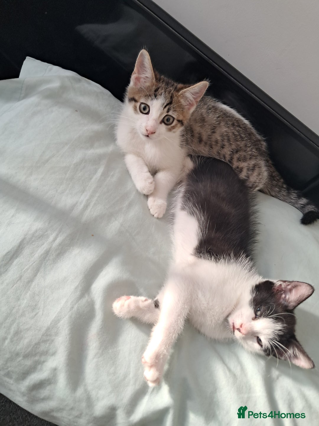 Mixed Breed cats for sale: 2 baby boys  - Image 1