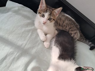 Mixed Breed cats - Advert 9