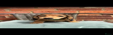 Miniature Dachshund Puppy 4
