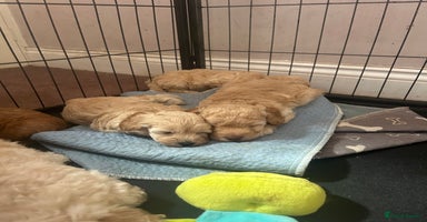Cockapoo dogs - Advert 2