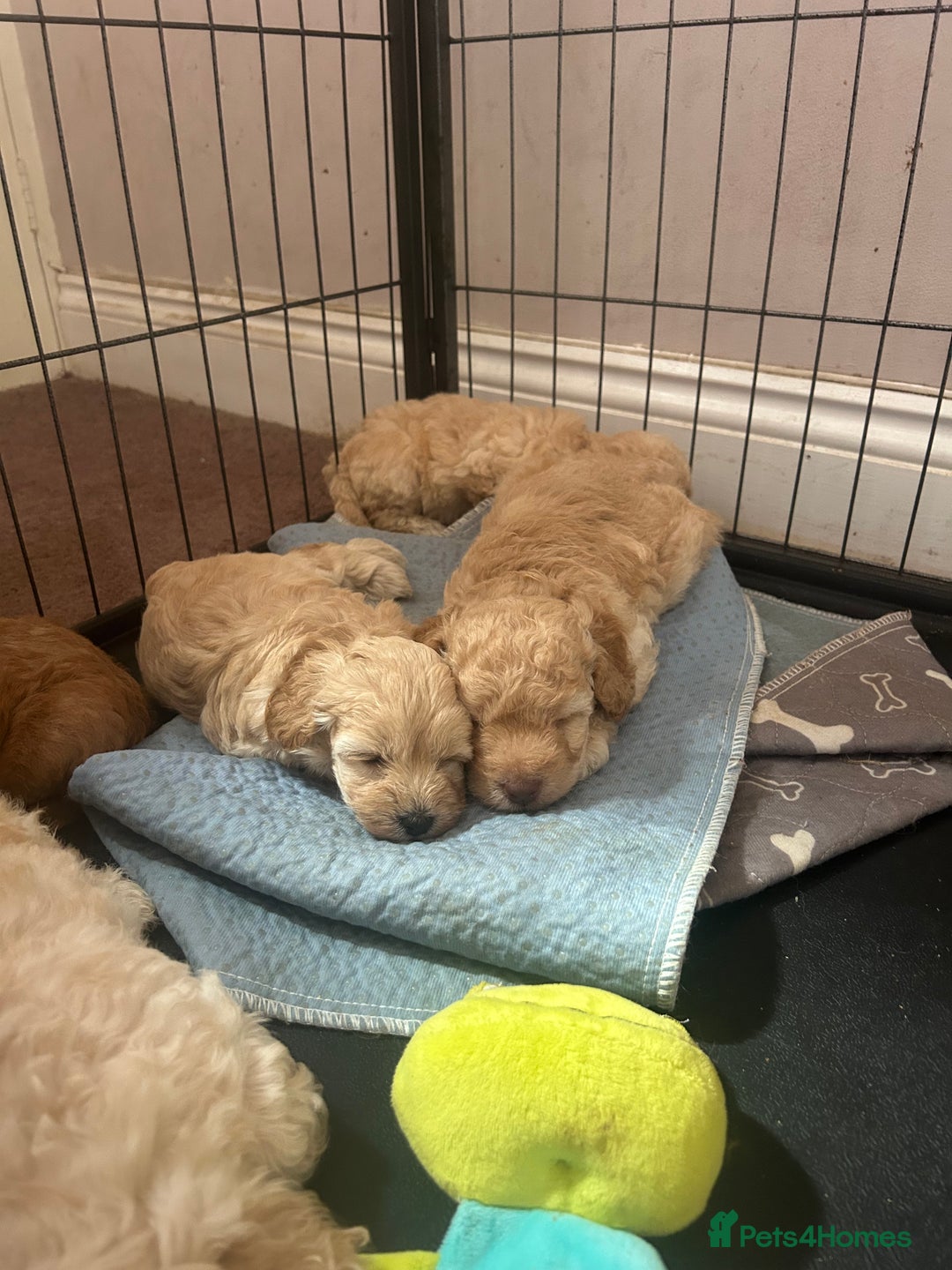 Cockapoo dogs for sale: cockapoo babies  - Image 3