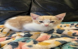 Mixed Breed cats for sale: Beautiful Cuddly Kittens - Image 5