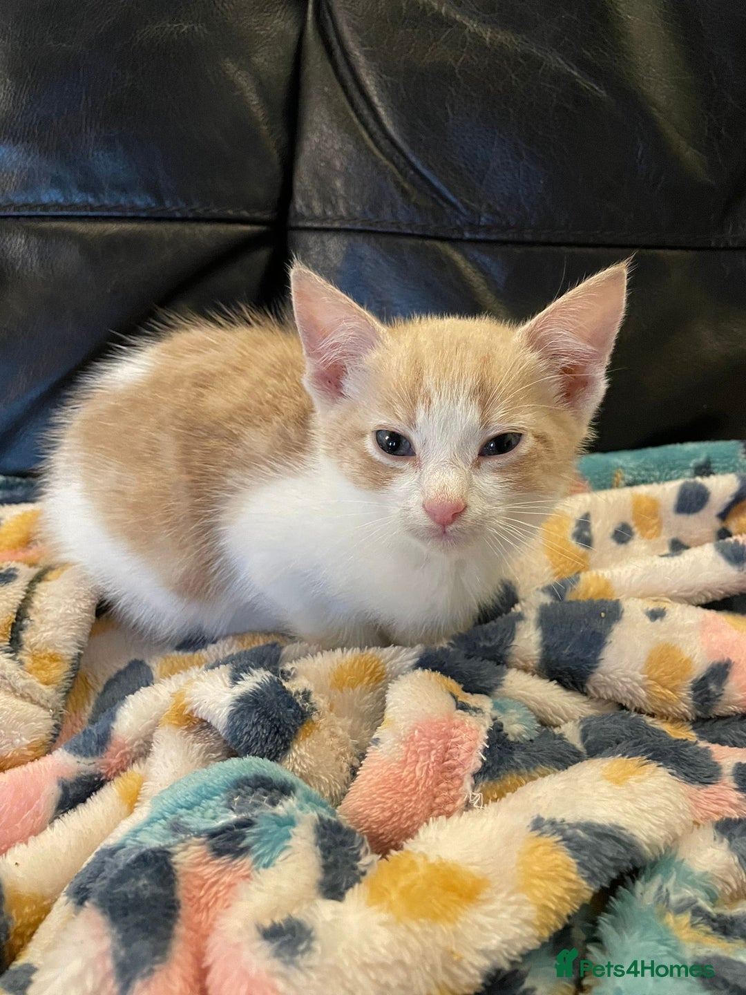 Mixed Breed cats for sale: Beautiful Cuddly Kittens - Image 5