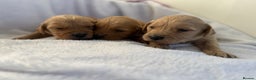 Goldador dogs for sale: Gorgeous Goldador puppies ready to go 22nd  - Advert 11