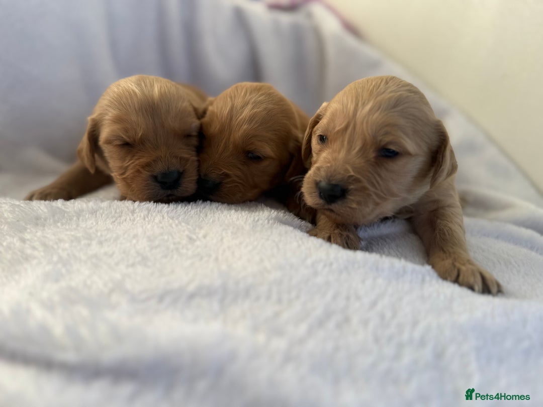 Goldador dogs for sale: Gorgeous Goldador puppies ready to go 22nd  - Advert 11