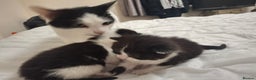 Asian cats for sale: Black and white kittens - Advert 1