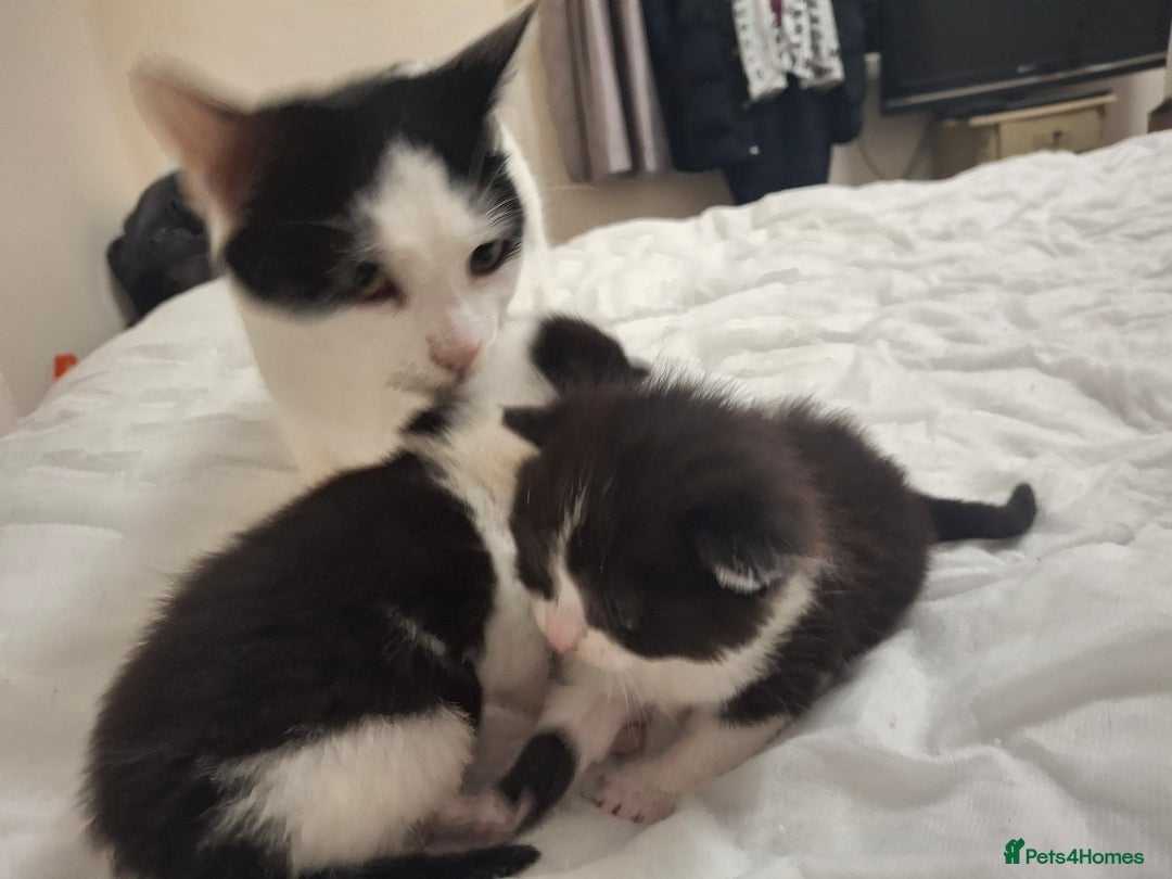 Asian cats for sale: Black and white kittens - Advert 1