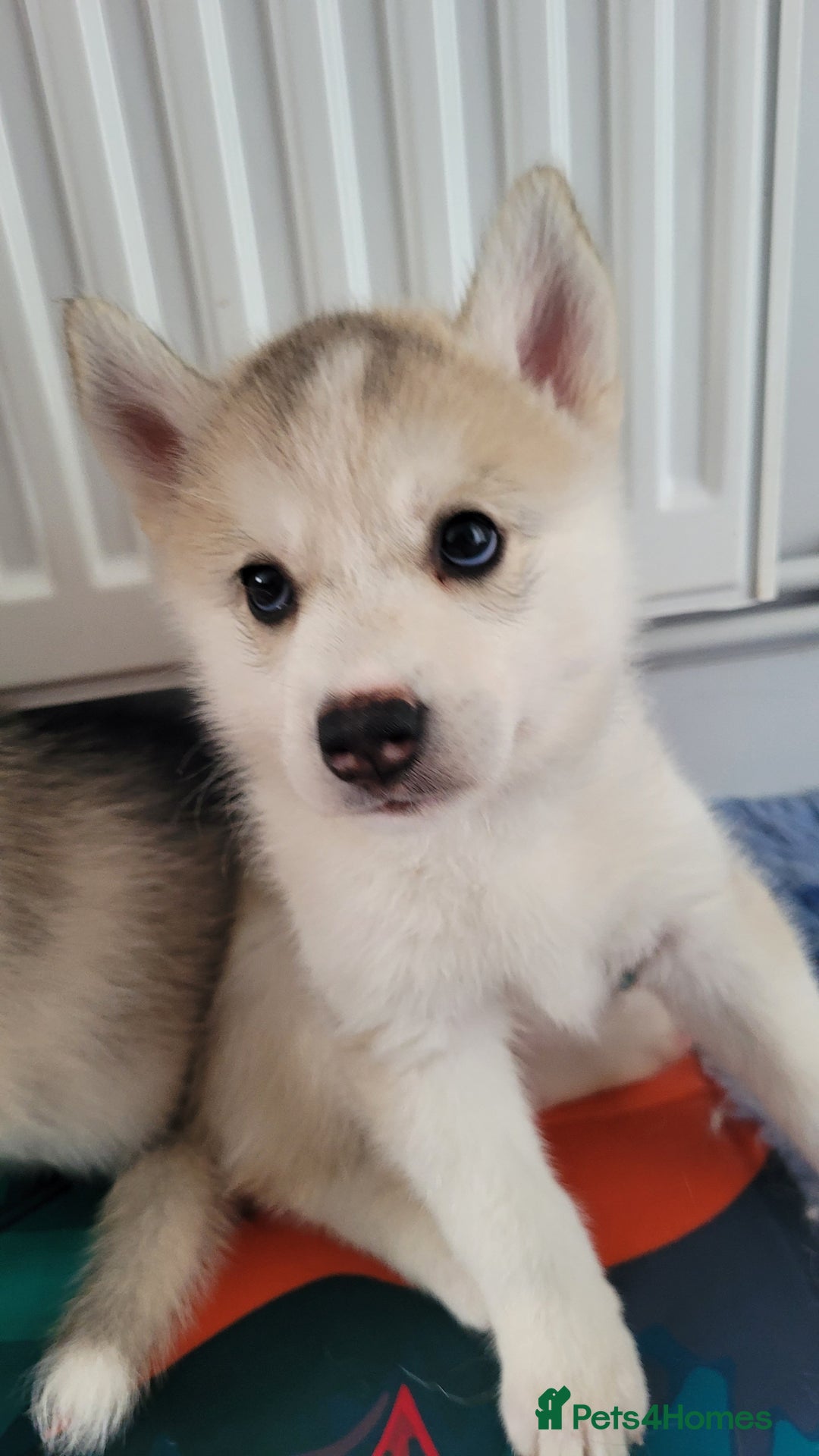 Siberian Husky dogs for sale: Best Quality Siberian Husky Puppies in Scotland - Image 11