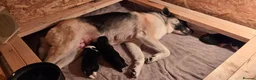 Huskita dogs for sale: Akita with 6% husky (Huskita) - Advert 1