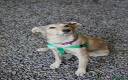 Mixed Breed dogs for adoption: 💙🐶 NICK AND MAILY 🐶💖 - Image 12