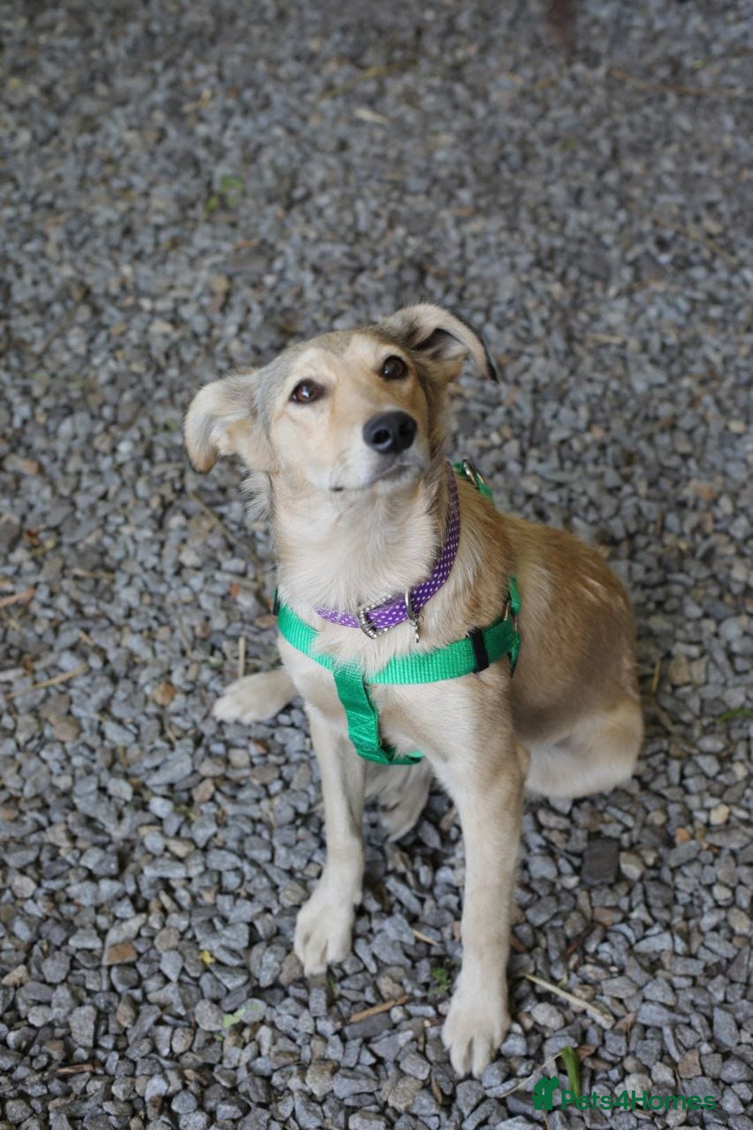 Mixed Breed dogs for adoption: 💙🐶 NICK AND MAILY 🐶💖 - Image 12