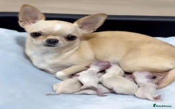 Chihuahua dogs for sale: Chihuahua puppies - Image 5