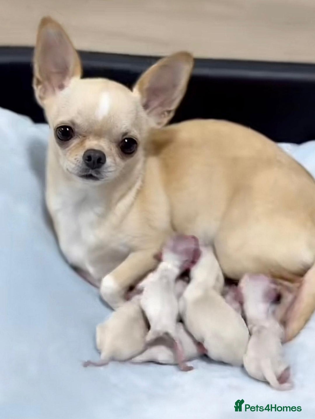 Chihuahua dogs for sale: Chihuahua puppies - Image 5