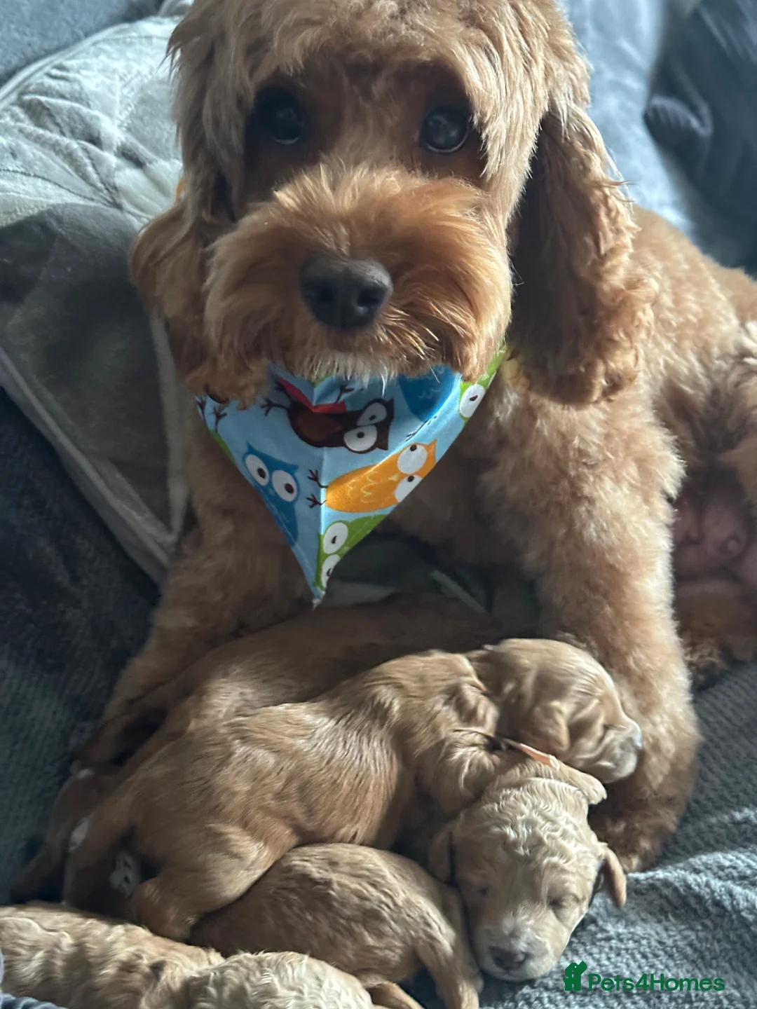 Cockapoo dogs for sale: ❤️‼️stunning fox red true miniature cockapoos ❤️‼️ - Advert 18