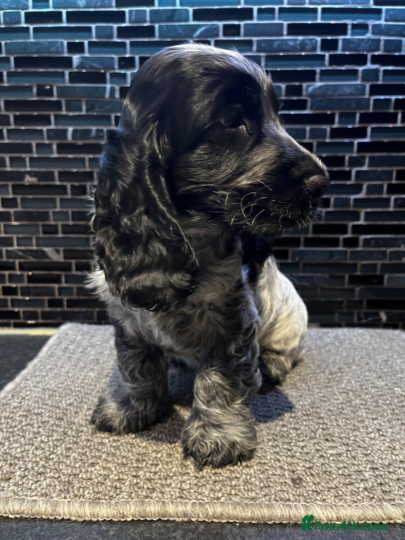 Cocker Spaniel dogs for sale: Ready now KC Cocker Spaniel Boy - Advert 1