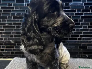Cocker Spaniel dogs for sale: Ready now KC Cocker Spaniel Boy - Advert 1