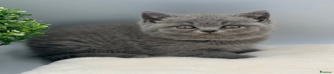 British Shorthair blue female 13