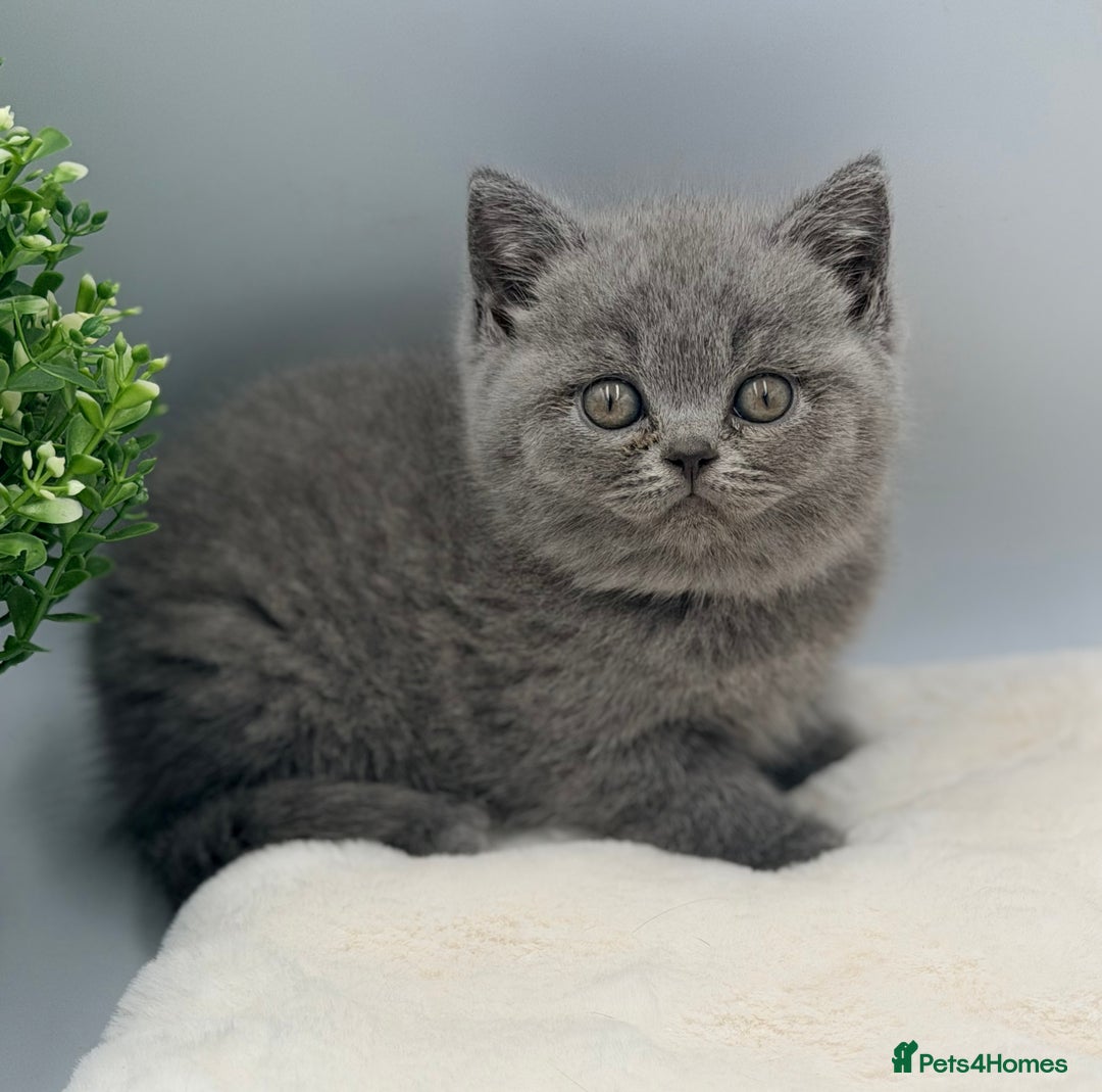 British Shorthair cats for sale: PEDIGREE REGISTERED CHUNKY BRITISH SHORTHAIRS  - Image 26