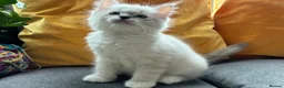 Ragdoll cats for sale: Luxury Blue Point Mitted Ragdoll Kittens - Advert 30