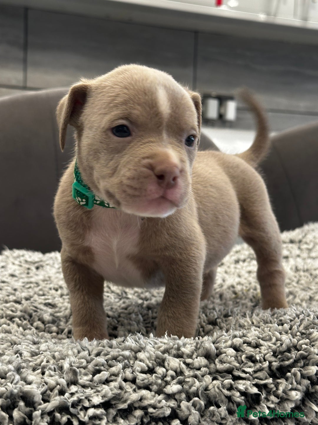 American Bully dogs for sale: ABKC POCKET/MICRO BULLY PUPPIES IMPORT BLOODLINES - Advert 12