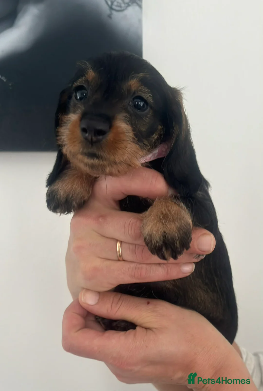 Miniature Dachshund dogs for sale: Miniature dachshunds! - Advert 1