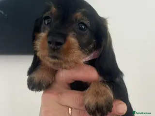 Miniature Dachshund dogs Miniature dachshunds! - Advert 1