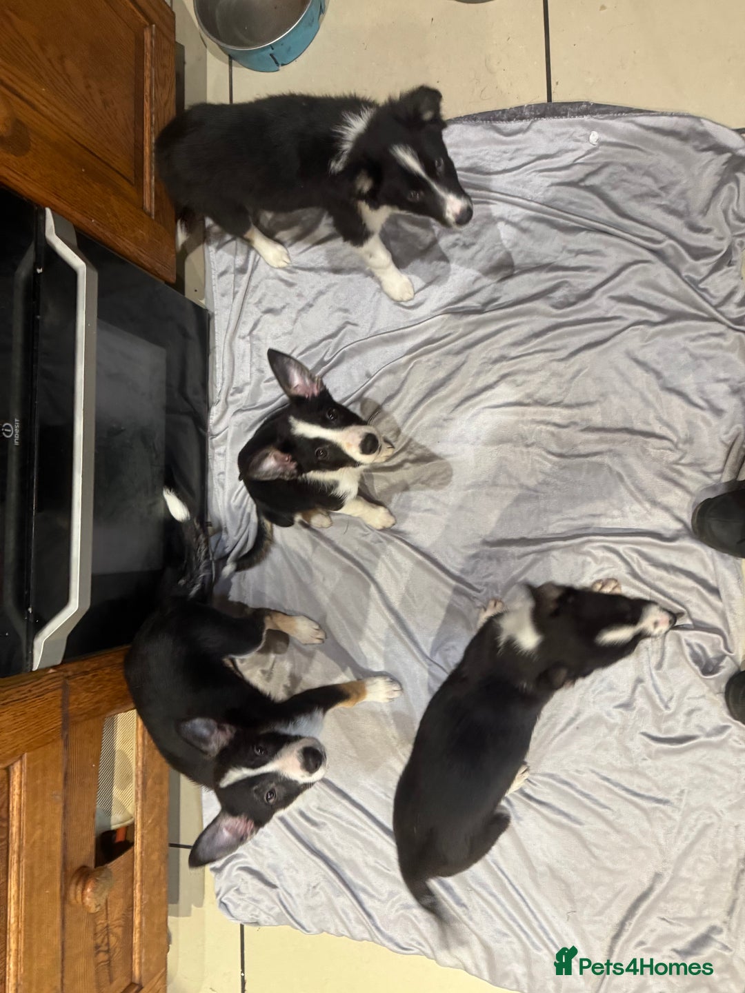Border Collie dogs for sale: For sale 3 GILR border collie  - Advert 16