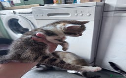 Bengal cats for sale: Bengal Kittens ready to be reserved  - Image 21