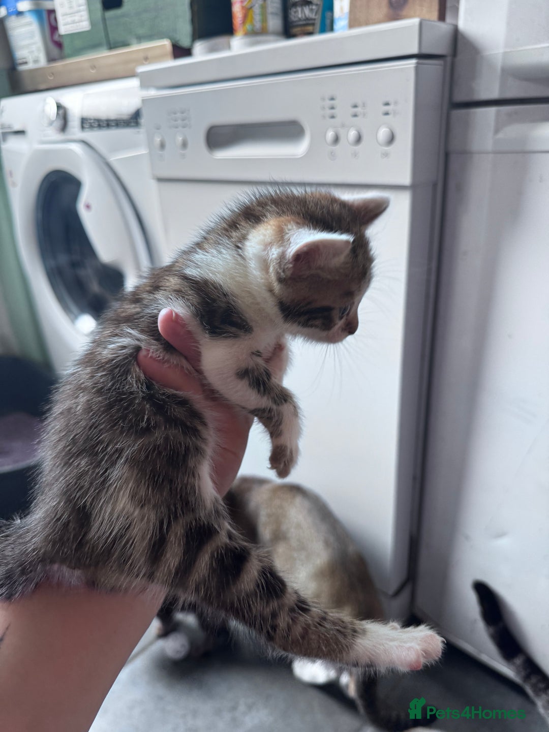 Bengal cats for sale: Bengal Kittens ready to be reserved  - Image 21