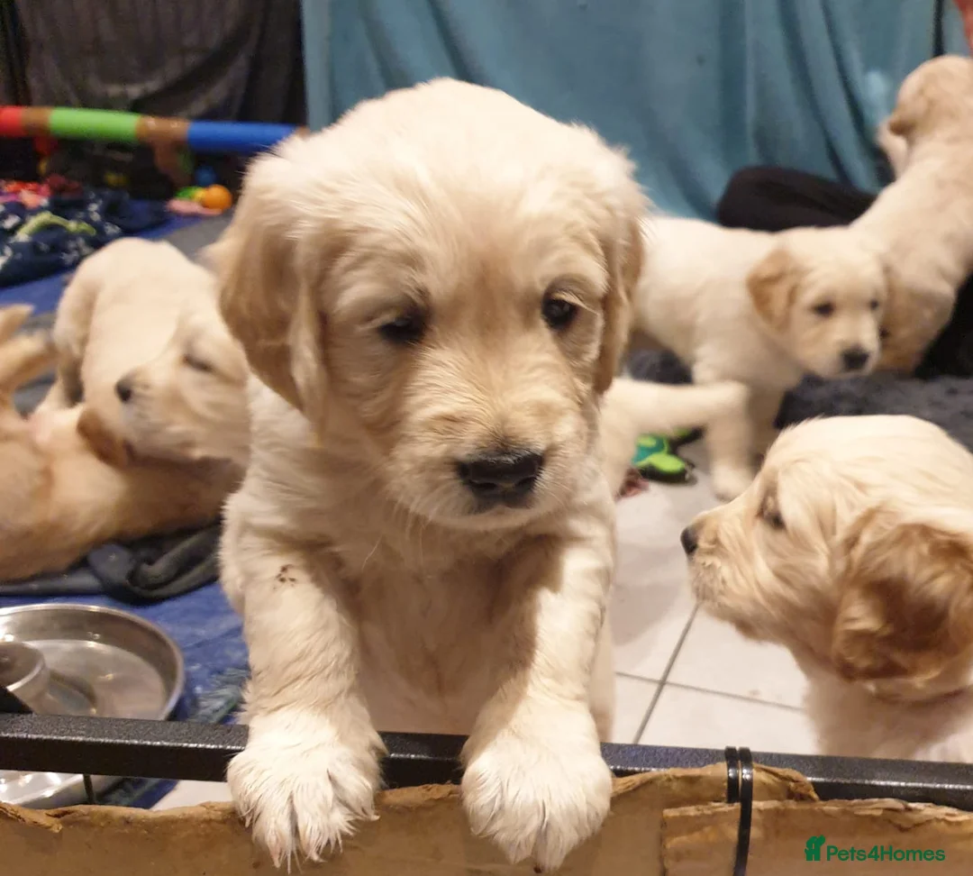 Golden Retriever dogs for sale: Beautiful Golden Retriever Puppies for Sale  - Advert 1
