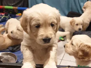 Golden Retriever dogs Beautiful Golden Retriever Puppies for Sale - Advert 6