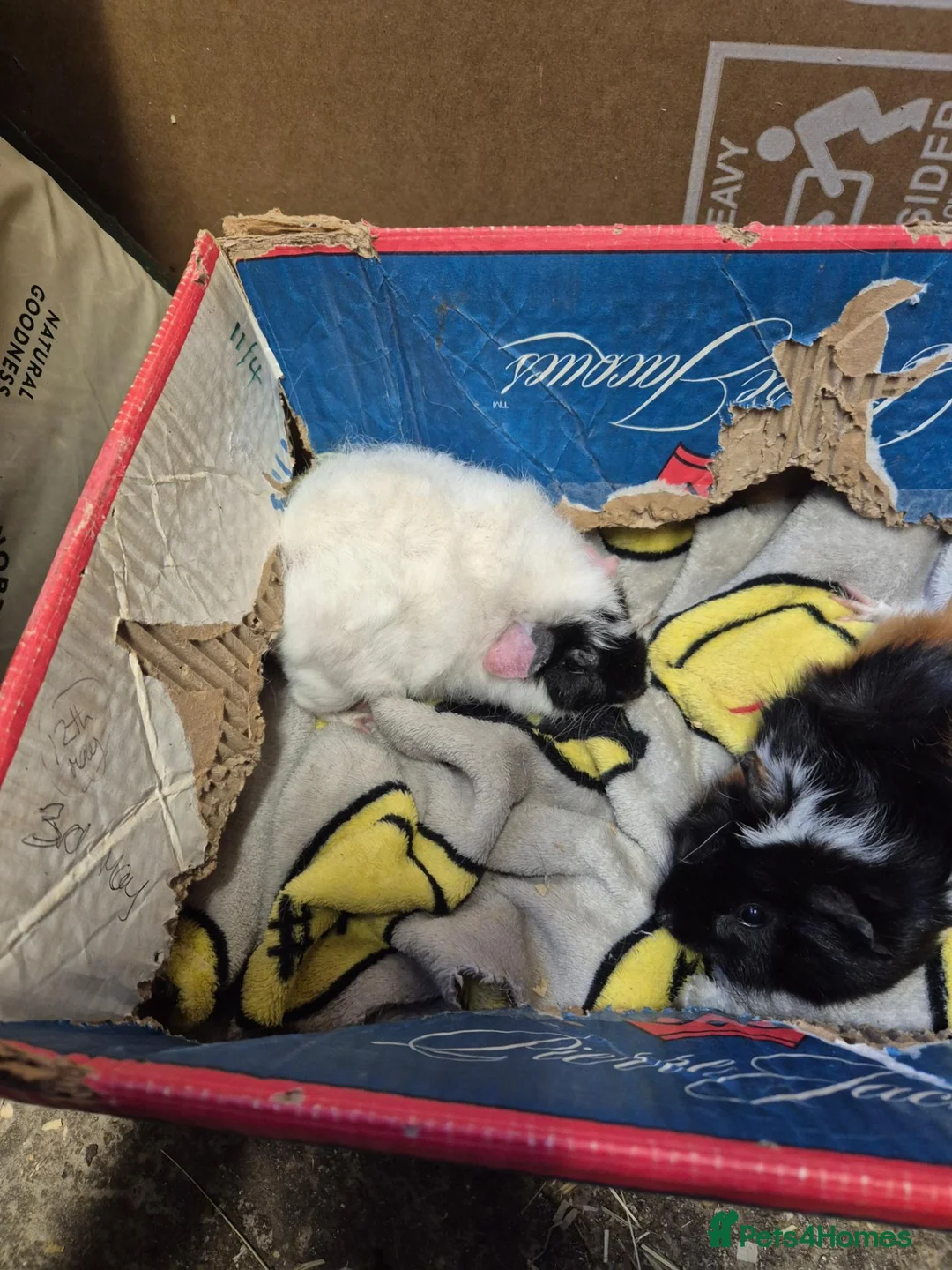 Guinea Pig rodents for sale: Baby Female Guinea Pigs For Sale  - Advert 6